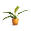 Philodendron Selloum Narrow - Tiger Tooth -Plants Sale Store Philodendron selloum Narrow Tiger Tooth 14x30cm Jolin Plant Pot Ochre 16x14cm