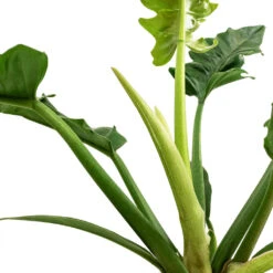 Philodendron Selloum Narrow - Tiger Tooth -Plants Sale Store Philodendron selloum Narrow Tiger Tooth SWATCH 3