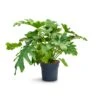 Philodendron Selloum - Tree Philodendron -Plants Sale Store Philodendron selloum Tree Philodendron 30x120cm