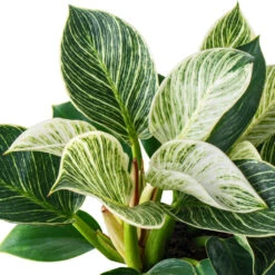 Philodendron Birkin - White Wave -Plants Sale Store PhilodendronBirkin WhiteWave 2