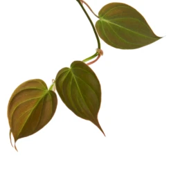 Philodendron Micans - Velvet Leaf Philodendron -Plants Sale Store Philodendron Micans 1