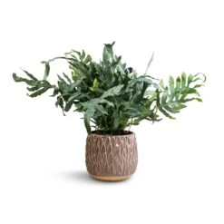 Arles Leaf Plant Pot - Mocha -Plants Sale Store Phlebodium Blue Star Blue Star Fern 17x50cm Arles Leaf Plant Pot Mocha 20x20cm