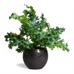 Kae Plant Pot - Mocha -Plants Sale Store Phlebodium Blue Star Blue Star Fern 17x50cm Kae Plant Pot Mocha 17x13cm 09a89c50 f294 412f 8e70 66a5c0c2940d