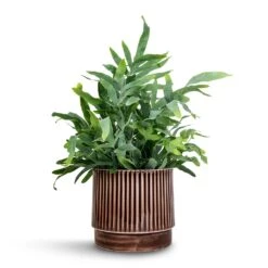 Nella Plant Pot - Coffee -Plants Sale Store Phlebodium Blue Star Blue Star Fern 21x50cm Nella Plant Pot Coffee 21x19cm 5ab0091b 1136 49e8 8266 a4cd972c48bb