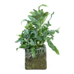 Lava Cube Relic Planter - Jade -Plants Sale Store Phlebodium Blue Star Blue Star Fern Lava Cube Relic Planter Jade