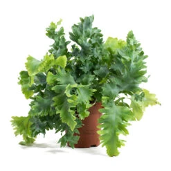 Phlebodium Davana - Blue Star Fern 29 Phlebodium Davana - Blue Star Fern -Plants Sale Store Phlebodium davana Blue Star Fern 12cm ddaf9484 a45b 4414 8fcc 275e778050df