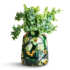 Lammie Planter - Bee Green -Plants Sale Store Phlebodium davana Blue Star Fern 12x25cm Lammie Planter Bee Green 21x24cm 2d8790a8 dda6 425d a136 bb3af415f5e5