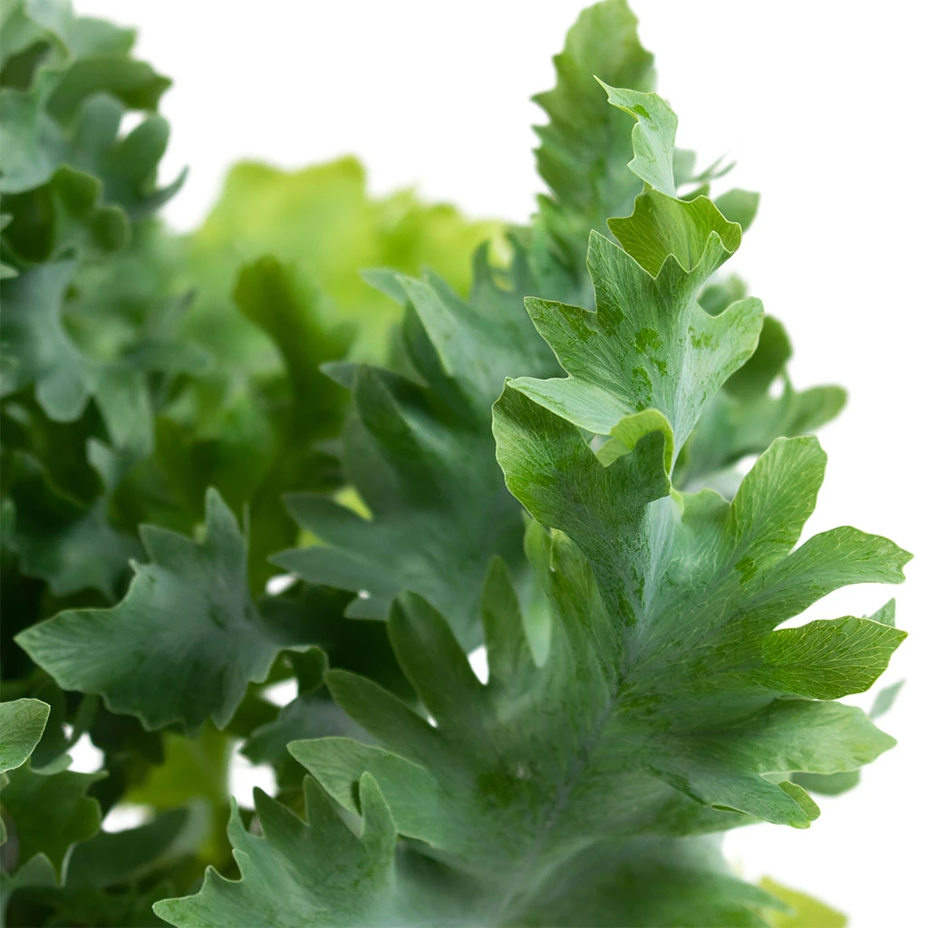 Phlebodium Davana - Blue Star Fern 4 Phlebodium Davana - Blue Star Fern - Image 2