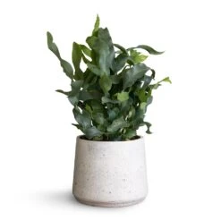 Patt Plant Pot - White Washed -Plants Sale Store Phlembodium Blue Star Blue Star Fern 12x30cm Patt Plant Pot White Washed 16x14cm f74a80f2 96d1 4a80 be28 ef2f181545a8