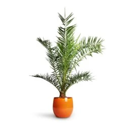Charlotte Plant Pot - Orange -Plants Sale Store Phoenix Canariensis Canary Island Date Palm 21x130cm Charlotte Plant Pot Orange 29x25cm 5949e52b a23d 47b5 bc4d 36092620ae12