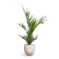 Phoenix Canariensis - Canary Island Date Palm -Plants Sale Store Phoenix canariensis Canary Island Date Palm 14x40cm Cas Plant Pot Cool Grey 21x19cm 3ade385b 5e08 4c54 85b3 4bc23da8fb79