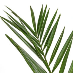 Phoenix Canariensis - Canary Island Date Palm -Plants Sale Store Phoenix canariensis Canary Island Date Palm 14x60cm 2