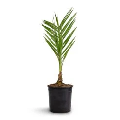 Phoenix Canariensis - Canary Island Date Palm -Plants Sale Store Phoenix canariensis Canary Island Date Palm 14x60cm