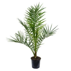 Phoenix Canariensis - Canary Island Date Palm -Plants Sale Store Phoenix canariensis Canary Island Date Palm 85cm