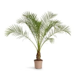 Phoenix Roebelenii - Pygmy Date Palm -Plants Sale Store Phoenix roebelenii Pygmy Date Palm 17x50cm