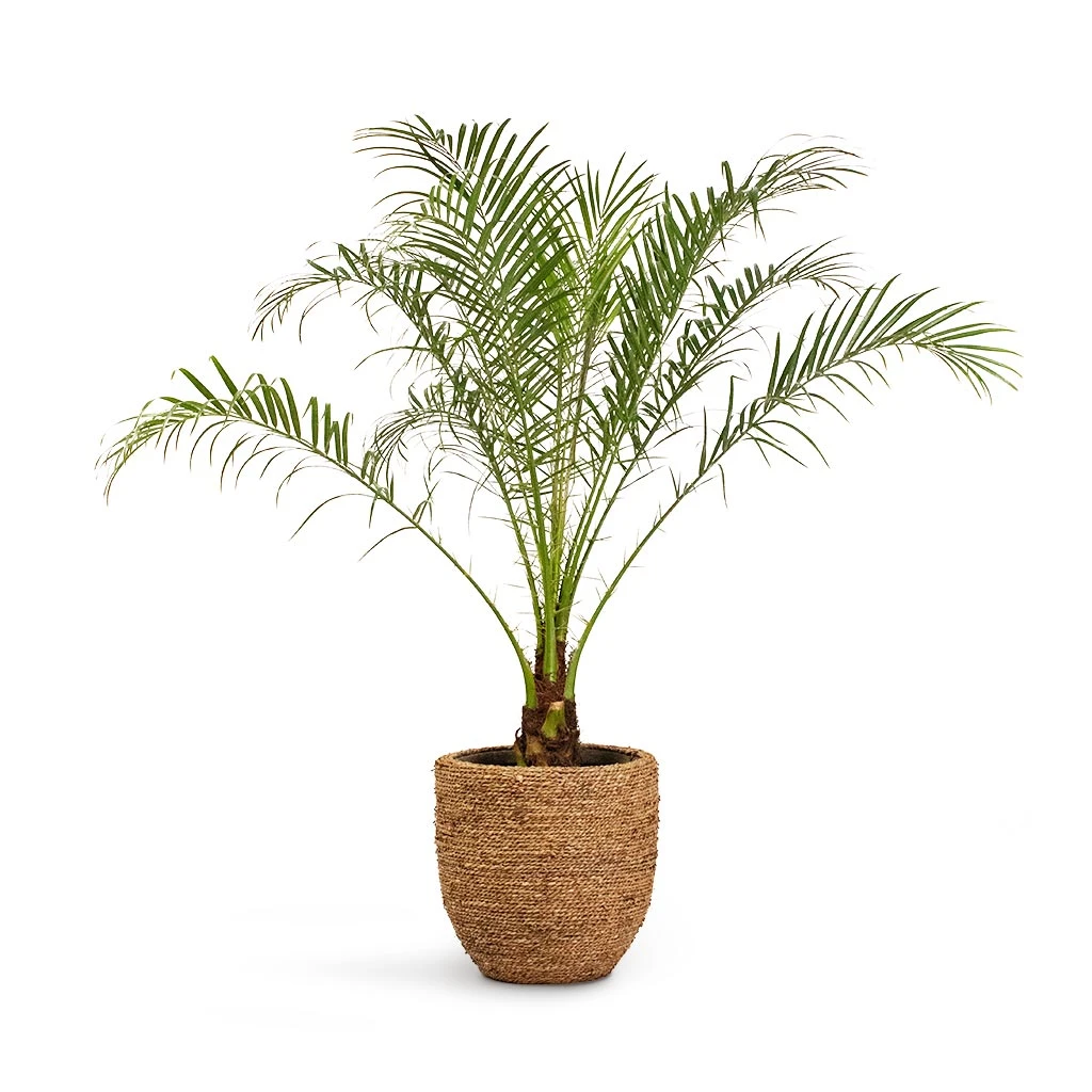 Cody Plant Pot - Straw Grass 13 Cody Plant Pot - Straw Grass - Image 11