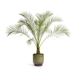 Phoenix Roebelenii - Pygmy Date Palm -Plants Sale Store Phoenix roebelenii Pygmy Date Palm 17x50cm Linn Plant Pot Deep Green 21x21cm abfc0ba6 ed96 42f0 b384 46b558ae090b