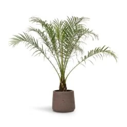 Phoenix Roebelenii - Pygmy Date Palm -Plants Sale Store Phoenix roebelenii Pygmy Date Palm 17x50cm Patt Plant Pot Ash Brown 23x20cm