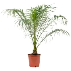 Phoenix Roebelenii - Pygmy Date Palm -Plants Sale Store Phoenix roebelenii Pygmy Date Palm