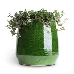 Remi Plant Pot - Green -Plants Sale Store Pilea glaucophylla Greyzy Silver Sparkles 10.5x15cm Remi Plant Pot Green 15x15cm