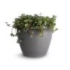 Pilea Glaucophylla Greyzy - Silver Sparkles -Plants Sale Store Pilea glaucophylla Greyzy Silver Sparkles 12x20cm Sven Plant Pot Smoke 15x12cm