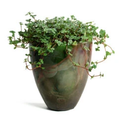 Pilea Glaucophylla Greyzy - Silver Sparkles -Plants Sale Store Pilea glaucophylla Greyzy Silver Sparkles Livin Beauty Flowerpot Mystic Storm