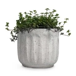 Pilea Glaucophylla Greyzy - Silver Sparkles -Plants Sale Store Pilea glaucophylla Greyzy Silver Sparkles Plant Pot Duncan Cement 14x13cm 0e065956 0403 463c a100 7883dea3eba0