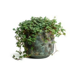 Pilea Glaucophylla Greyzy - Silver Sparkles -Plants Sale Store Pilea glaucophylla Greyzy Silver Sparkles Saar Plant Pot Earth Cement