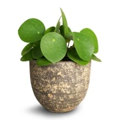 Pilea Peperomioides - Chinese Money Plant -Plants Sale Store Pilea peperomioides Chinese Money Plant 12x20cm Cas Plant Pot Sahara 15 x13cm 0a0fc162 f405 4438 932f 8329a669c237