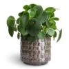 Pilea Peperomioides - Chinese Money Plant -Plants Sale Store Pilea peperomioides Chinese Money Plant 12x25cm Stian Plant Pot Moss Green 16x15cm