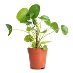 Pilea Peperomioides - Chinese Money Plant -Plants Sale Store Pilea peperomioides Chinese Money Plant 13x25cm