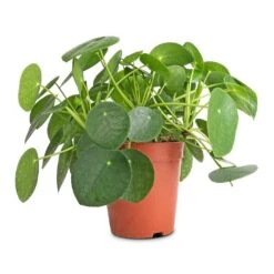 Pilea Peperomioides - Chinese Money Plant -Plants Sale Store Pilea peperomioides Chinese Money Plant 15x25cm