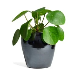 Amora Plant Pot - Anthracite Mirror 18 Amora Plant Pot - Anthracite Mirror -Plants Sale Store Pilea peperomioides Chinese Money Plant 15x25cm Amora Plant Pot Anthracite Mirror 21x21cm