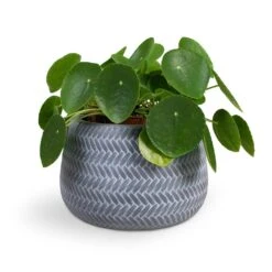 Angle Darcy Plant Pot - Grey -Plants Sale Store Pilea peperomioides Chinese Money Plant 15x25cm Angle Darcy Plant Pot Grey 24x16cm
