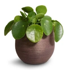 Pilea Peperomioides - Chinese Money Plant -Plants Sale Store Pilea peperomioides Chinese Money Plant 15x25cm Lydia Plant Pot Shiny Purple 18x16cm 2 ecbfd283 1ac5 46bb 8ff8 eac7e700c0f2