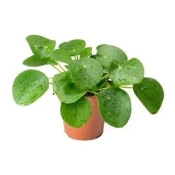 Pilea Peperomioides - Chinese Money Plant -Plants Sale Store Pilea peperomioides Chinese Money Plant 25cm c52e27b9 a7bd 46f1 88b1 d28e50dc948c