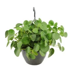 Pilea Peperomioides - Chinese Money Plant -Plants Sale Store Pilea peperomioides Chinese Money Plant 27x40cm