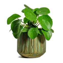 Pilea Peperomioides - Chinese Money Plant -Plants Sale Store Pilea peperomioides Chinese Money Plant Caro Metal Plant Pots Set of 6 Copper Green
