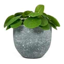 Pilea Peperomioides - Chinese Money Plant -Plants Sale Store Pilea peperomioides Chinese Money Plant Karlijn Plant Pot Anthracite 54639b3d c8be 47df 9d9b 12385c46e994