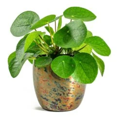 Pilea Peperomioides - Chinese Money Plant -Plants Sale Store Pilea peperomioides Chinese Money Plant Kian Metal Plant Pots Set of 3 Sky Burn