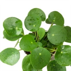 Pilea Peperomioides - Chinese Money Plant -Plants Sale Store Pilea peperomioides Chinese Money Plant Leaves