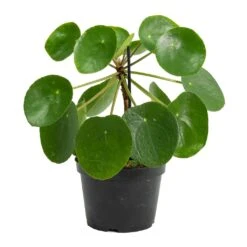 Pilea Peperomioides - Chinese Money Plant -Plants Sale Store Pilea peperomioides Chinese Money Plant Stemmed