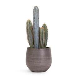 Esra Plant Pot - Mystic Grey -Plants Sale Store Pilocereus pachycladus Blue Column Cactus 17x30cm Esra Plant Pot Mystic Grey 22x20cm 04cd9e22 0a4c 4cf6 82ba ff5b5eb9ae30