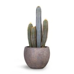 Pilocereus Pachycladus Azureus - Blue Columnar Cactus -Plants Sale Store Pilocereus pachycladus Blue Column Cactus 17x30cm Fay Plant Pot Blue Gold 24x19cm