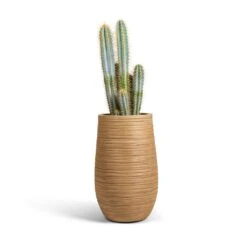 Dune Partner Planter - Almond 24 Dune Partner Planter - Almond -Plants Sale Store Pilocereus pachycladus azureus Blue Columnar Cactus 17x60cm Dune Partner Planter Almond 25x40cm