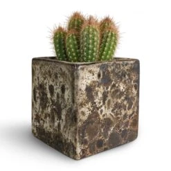 Lava Cube Relic Planter - Black -Plants Sale Store Pilosocereus gounellei Xique Xique Cactus 10.5x15cm Lava Cube Relic Planter Black 16x16x16cm be595036 bbab 4305 9fc9 ce8ff94ec716