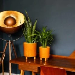 Pisa Plant Pot - Mustard -Plants Sale Store Pisa Plant Pot Mustard 20 x 24cm