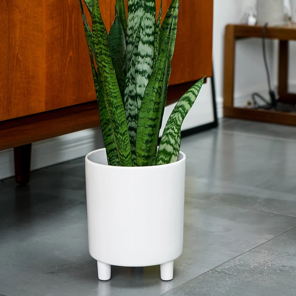 Pisa Plant Pot - White 7 Pisa Plant Pot - White - Image 5