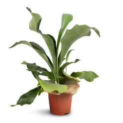 Platycerium Bifurcatum - Common Staghorn Fern -Plants Sale Store Platycerium Bifurcatum Common Staghorn Fern 12x40cm 1