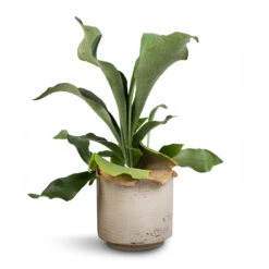 Novi Plant Pot - Grey Washed -Plants Sale Store Platycerium Bifurcatum Common Staghorn Fern 12x40cm Novi Plant Pot Grey Washed 15x13.5cm d1acab64 28ab 4fe9 bc85 8a192ddea653